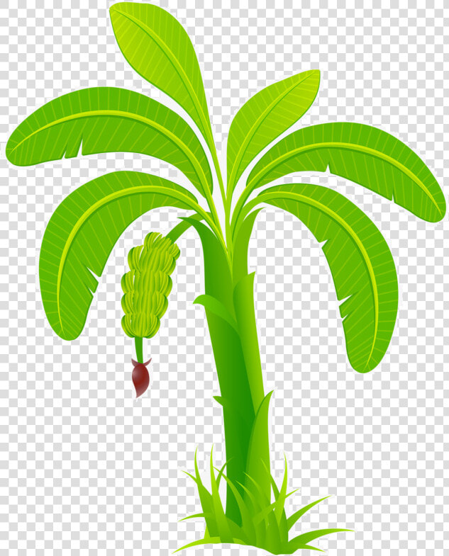 Banana Leaf Business   Banana Tree Clipart Png  Transparent PngTransparent PNG