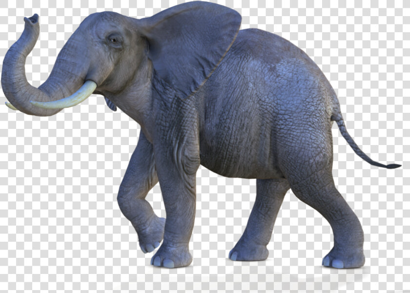 African Elephant Png   Transparent Background Elephant Png  Png DownloadTransparent PNG