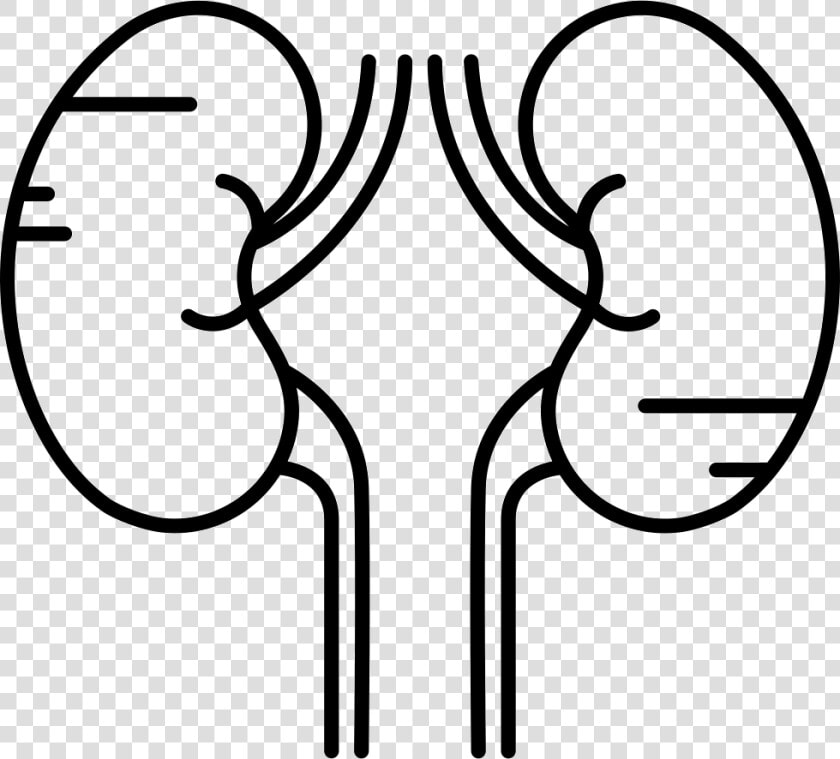 Two Kidneys   Kidneys Black And White  HD Png DownloadTransparent PNG