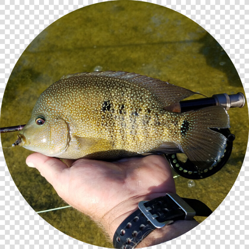 Cichlid   Circle   Pomacentridae  HD Png DownloadTransparent PNG