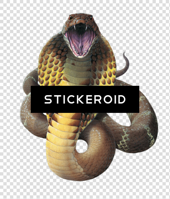 Wamex Wallmonkeys King Cobra Snake Ophiophagus Hannah   King Cobra Snakes Png  Transparent PngTransparent PNG