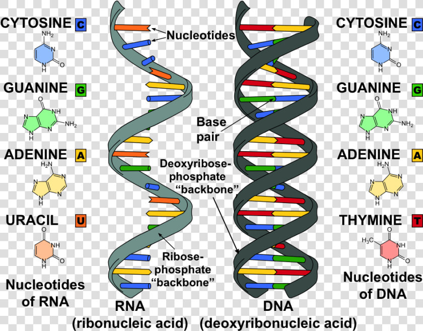 Dna And Rna  HD Png DownloadTransparent PNG