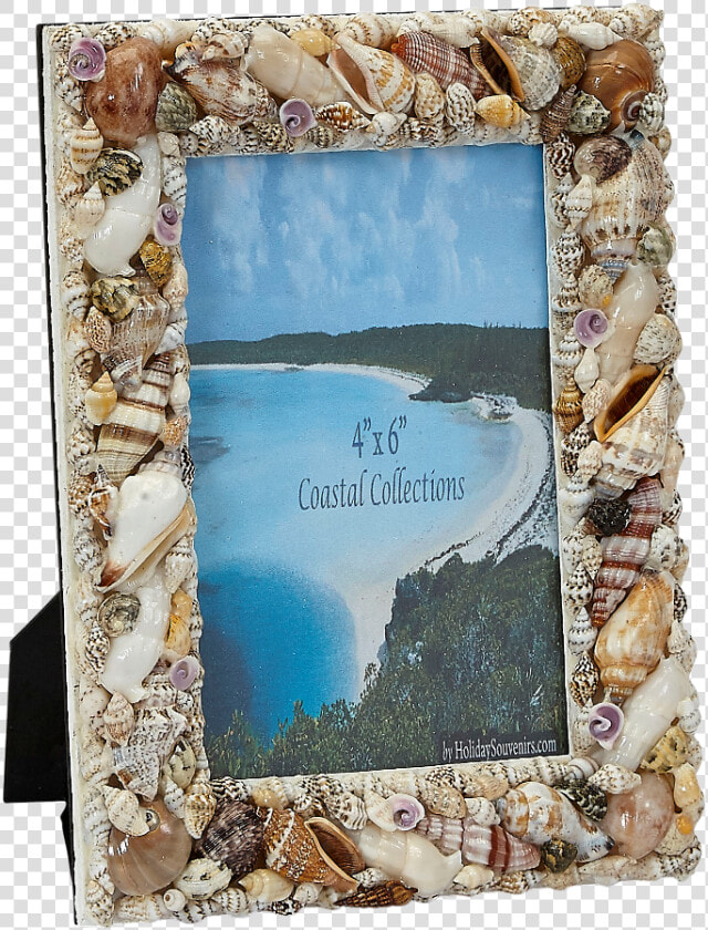 Assorted Shells Photo Frame   Shell Frame  HD Png DownloadTransparent PNG