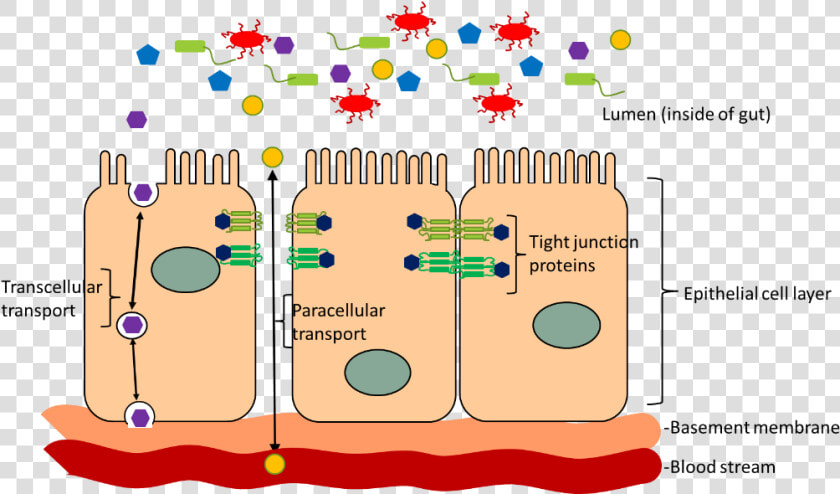 Transparent Guts Png   Leaky Gut Tight Junctions  Png DownloadTransparent PNG