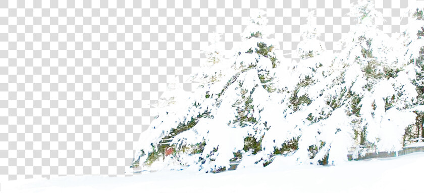 Tree Winter Pine Snow Free Download Png Hd Clipart   Transparent Background Winter Snow Snow Png  Png DownloadTransparent PNG