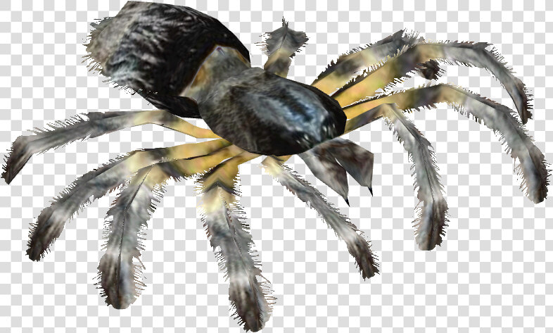 Transparent Tarantula Png   Tarantula Png  Png DownloadTransparent PNG