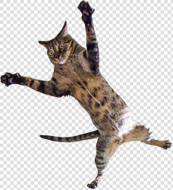 Kitten Jumping Png   Cat Jumping Transparent Background  Png DownloadTransparent PNG