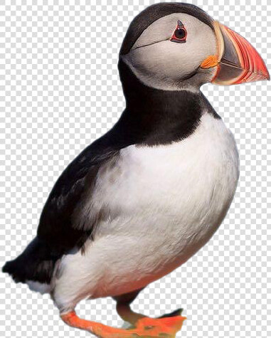 Puffin Png Photos   Atlantic Puffin  Transparent PngTransparent PNG