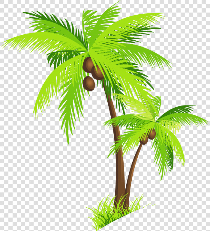 Palm Tree Beach Images Png Image   Transparent Background Coconut Tree Clipart  Png DownloadTransparent PNG