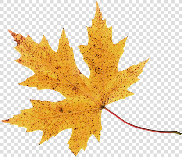 Hojas De Otoño En Png  Transparent PngTransparent PNG