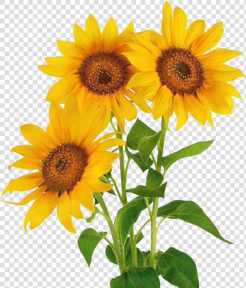 Stock Photography Common Sunflower Vase With Three   Three Sunflower  HD Png DownloadTransparent PNG