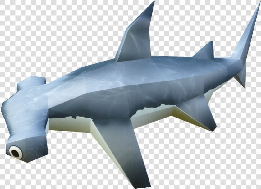 Hammerhead Shark   Requiem Shark  HD Png DownloadTransparent PNG