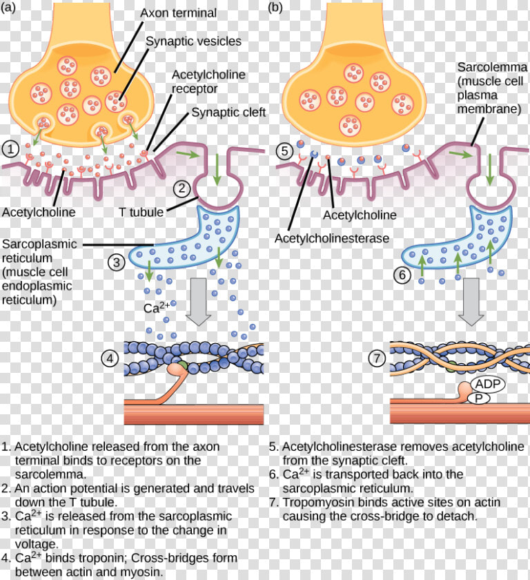 Transparent Endoplasmic Reticulum Clipart   Diagram Excitation Contraction Coupling  HD Png DownloadTransparent PNG