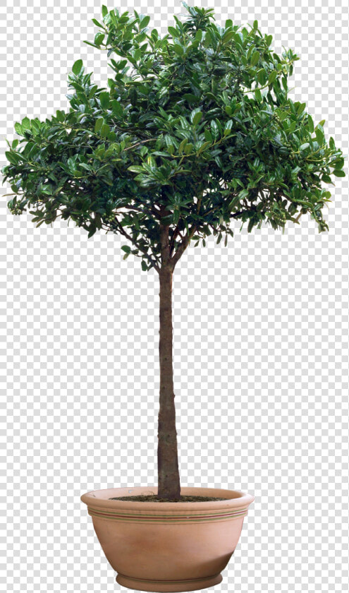 Planting Clipart Jungle Plant   Ficus Plant  HD Png DownloadTransparent PNG