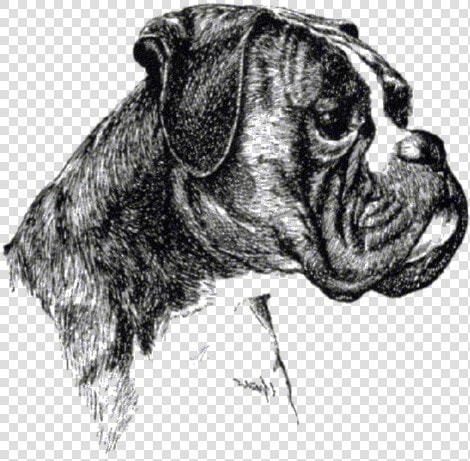 Boxer Hund Png Pluspng   Boxer Club  Transparent PngTransparent PNG