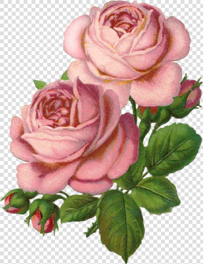  roses  rosas  draw  drawing  dibujo  tumblr  aesthetic   Aesthetic Gold Rose Drawing  HD Png DownloadTransparent PNG