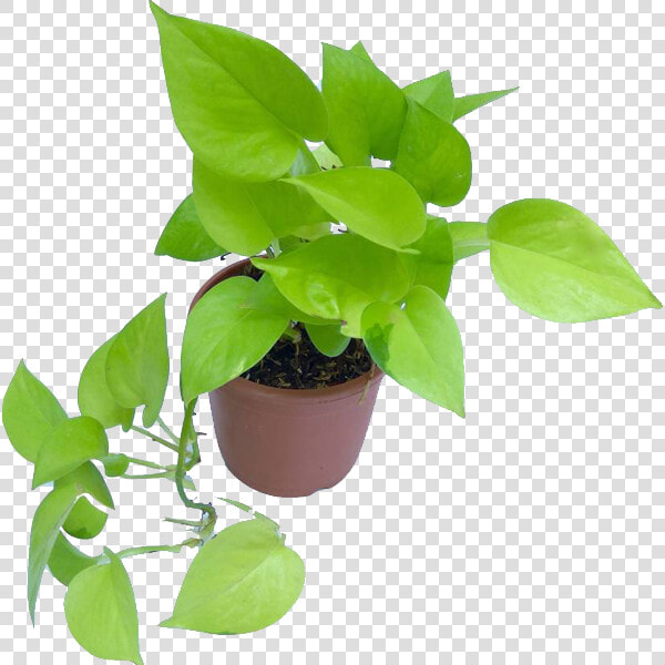 Transparent Hanging Plant Png   Transparent Money Plant Png  Png DownloadTransparent PNG