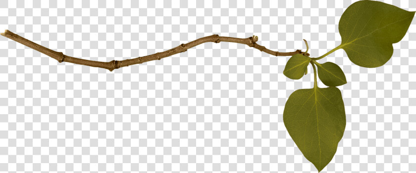 Branch Single Left   Branch Png  Transparent PngTransparent PNG