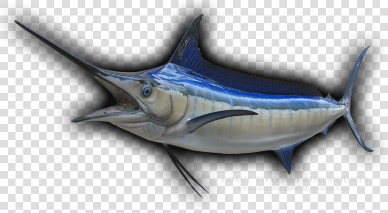 Transparent Marlin Fish Png   Atlantic Blue Marlin  Png DownloadTransparent PNG