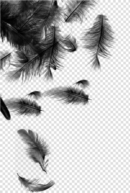 Black Feathers Falling Png Download Falling Feathers   Transparent Background Black Feather Png  Png DownloadTransparent PNG