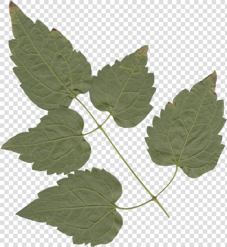 Transparent Leaves   American Aspen  HD Png DownloadTransparent PNG