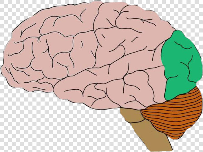  brain Occipital Lobe  freetoedit   Motor Cortex Png  Transparent PngTransparent PNG