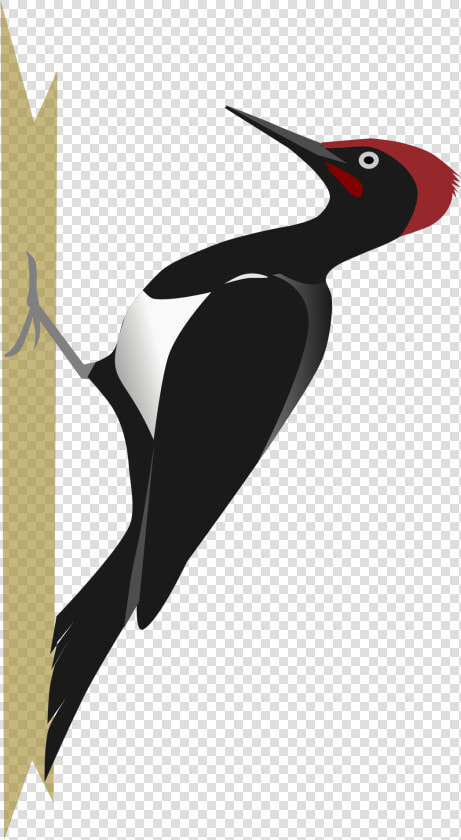 Woodpecker Png   Woodpecker Clipart Png  Transparent PngTransparent PNG