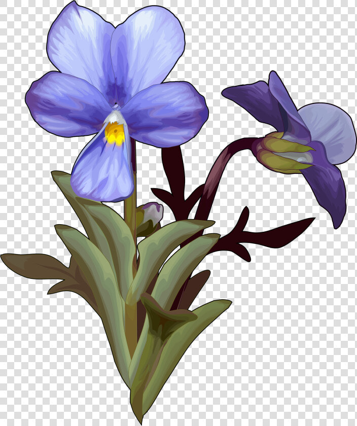 Violeta Del Teide  HD Png DownloadTransparent PNG