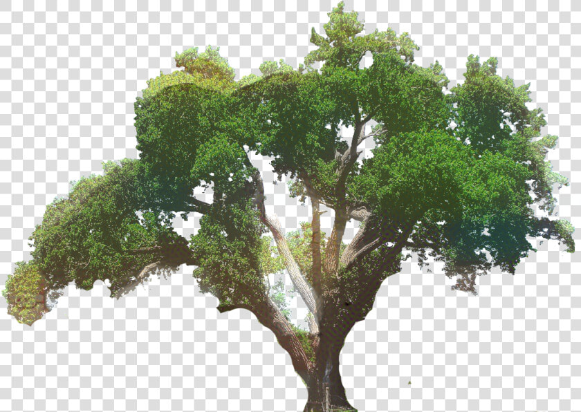 Clip Art Southern Live Oak Tree Portable Network Graphics   Transparent Big Tree  HD Png DownloadTransparent PNG