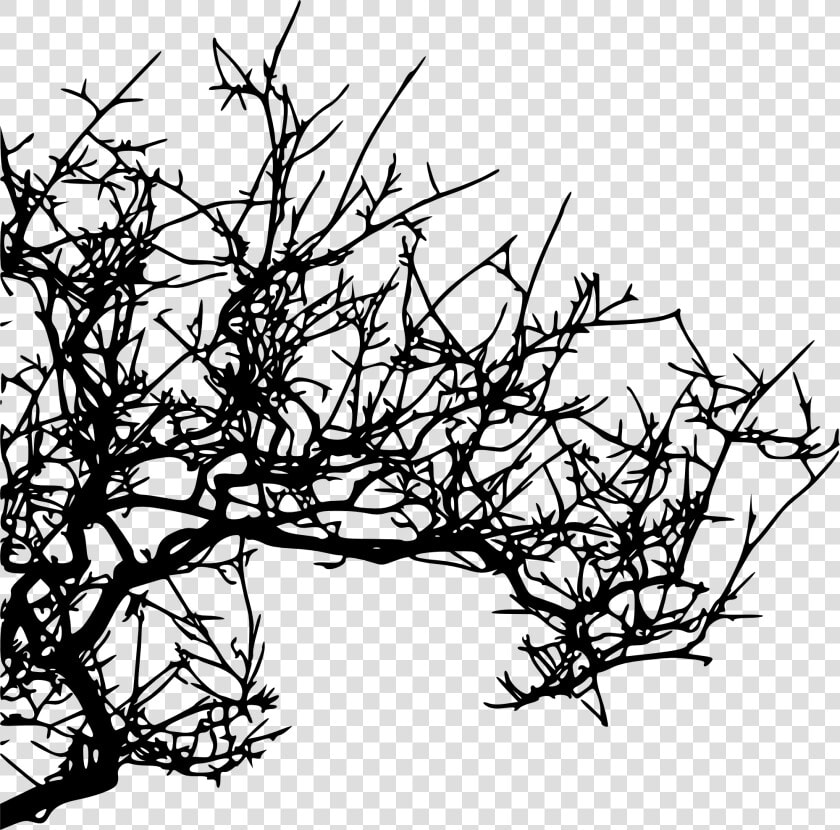 Tree Branches Png For Kids   Tree Branch Png Hd Texture  Transparent PngTransparent PNG