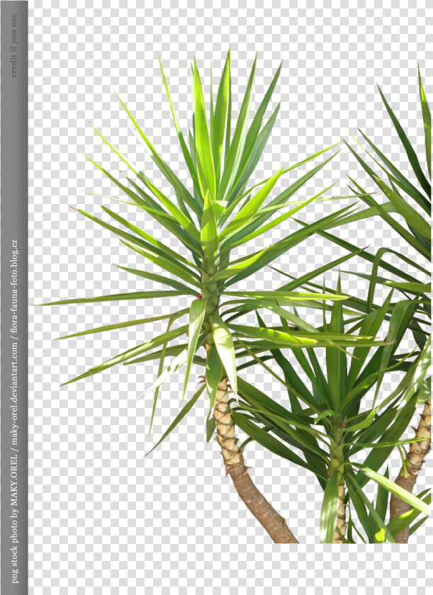 Coconut Palm Tree Png For   Pond Pine  Transparent PngTransparent PNG