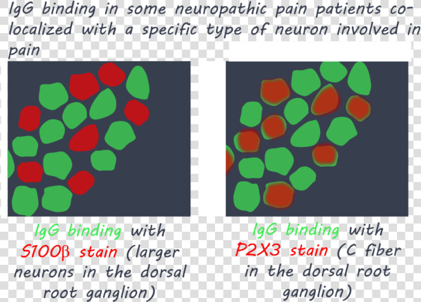 Antibody Png  igg1800   Circle  Transparent PngTransparent PNG