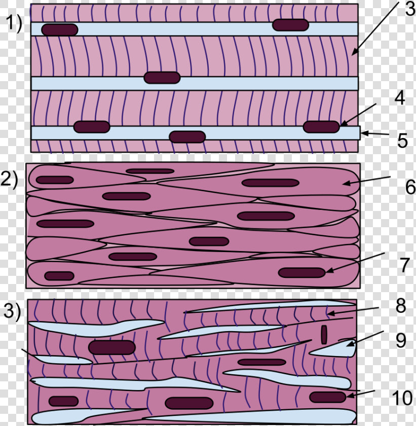 Skeletal Muscle Cells Membrane  HD Png DownloadTransparent PNG