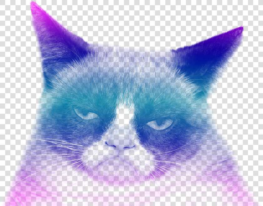 Grumpy Cat   Funny Stop It Memes  HD Png DownloadTransparent PNG