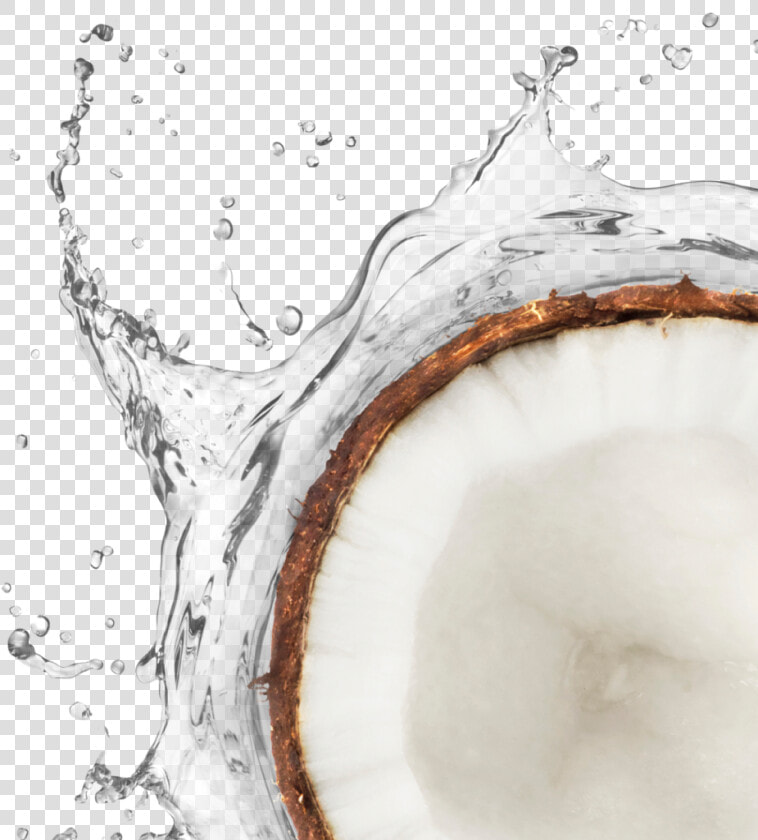 Mct Oil Coconut Splash   Sketch  HD Png DownloadTransparent PNG