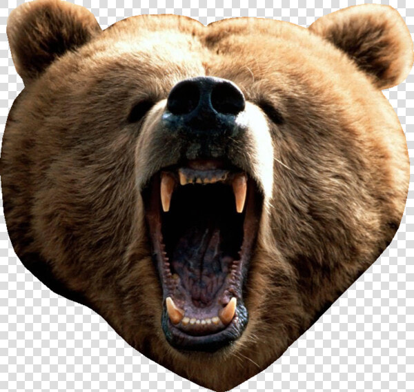 Bear Head Png   Real Bear Head Png  Transparent PngTransparent PNG