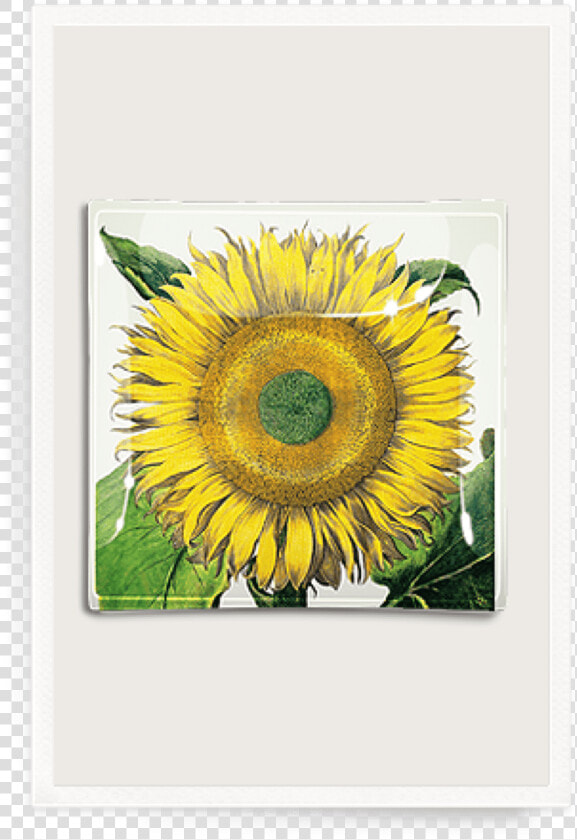 Sunflower No   Botanical Illustration Flos Solis Maior  HD Png DownloadTransparent PNG