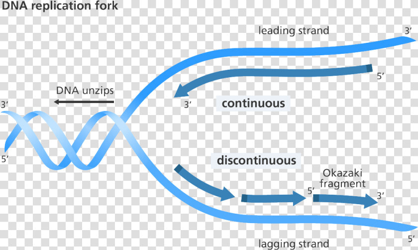 Illustration Showing Replication Of The Leading And   Replication Discontinuous On One Strand  HD Png DownloadTransparent PNG