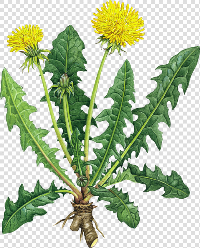 Transparent Dandelion Clipart Black And White   Dandelion Root Benefits  HD Png DownloadTransparent PNG