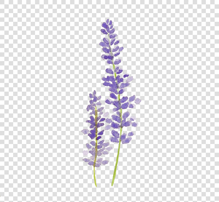 Clip Art Lavender Sprig  HD Png DownloadTransparent PNG