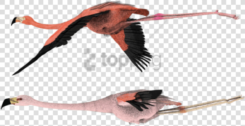 Flying Png   File   Starling flying   Flying Flamingo  Transparent PngTransparent PNG