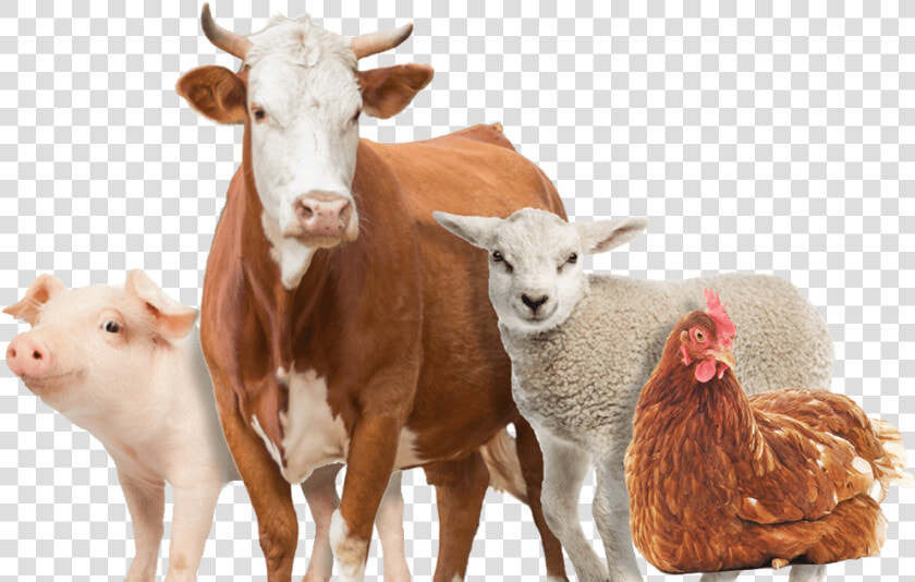 Farm Animals Png   Different Kinds Of Animals In A Farm Png  Transparent PngTransparent PNG