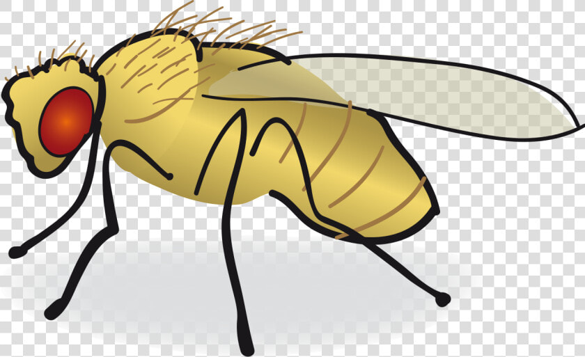 Drosophila drawing   Svg   Drosophila Clipart  HD Png DownloadTransparent PNG