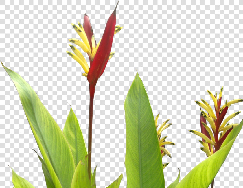 Tropical Plants Flower Png   Png Download   Tropical Plant Png  Transparent PngTransparent PNG