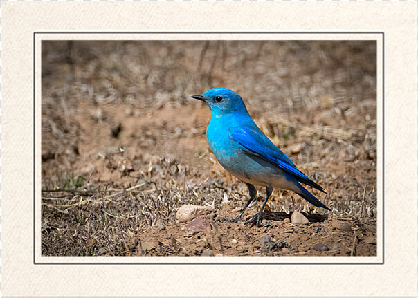 Mountain Bluebird   Indigo Bunting  HD Png DownloadTransparent PNG