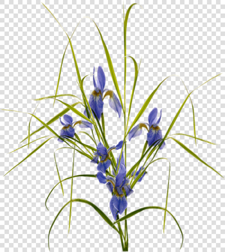 Saffron Crocus  HD Png DownloadTransparent PNG