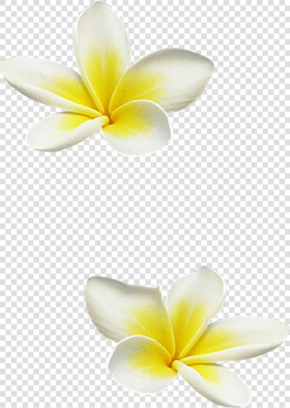 Hibiscus Clipart Frangipani   Frangipani  HD Png DownloadTransparent PNG