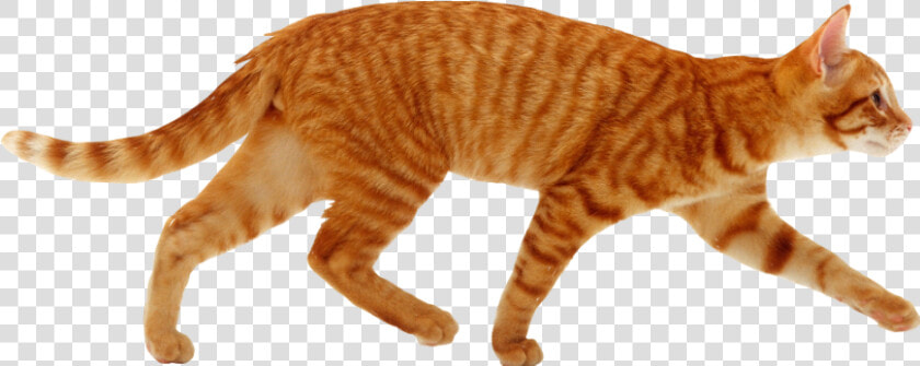  cat  cutout  ginger  red  tabby  walking Not  freetoedit   Cat Running  HD Png DownloadTransparent PNG