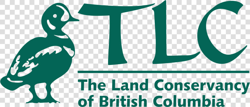 Tlc Logo Png Transparent   Mallard  Png DownloadTransparent PNG