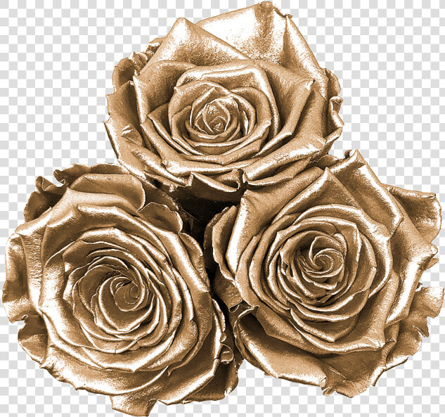 Floribunda  HD Png DownloadTransparent PNG